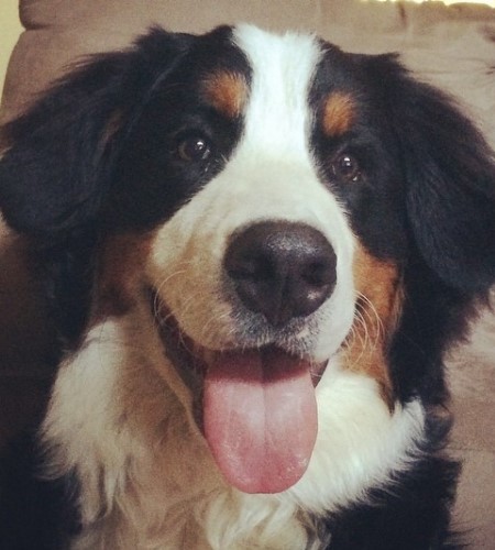 Bernese Mountain Dog.