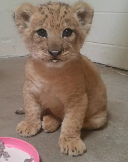 Bahati the baby lioness.